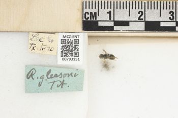 Media type: image;   Entomology 793151 Aspect: Labels